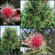 Hakea Pincushion x 1 Plants Native Garden Shrubs Trees Hedge Yellow Red Flowering Nuts Bird Attracting laurina Hardy Drought Frost